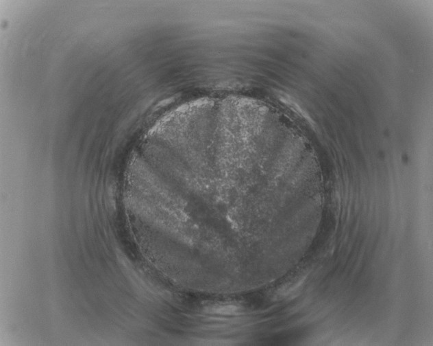 X0000065960643200603172025