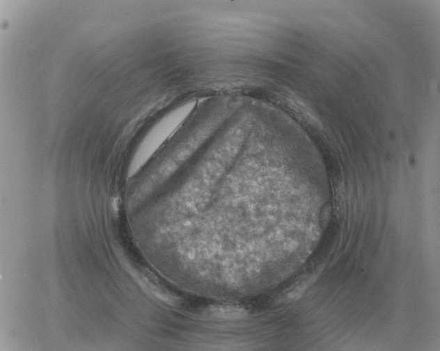 X0000065960644200603172025