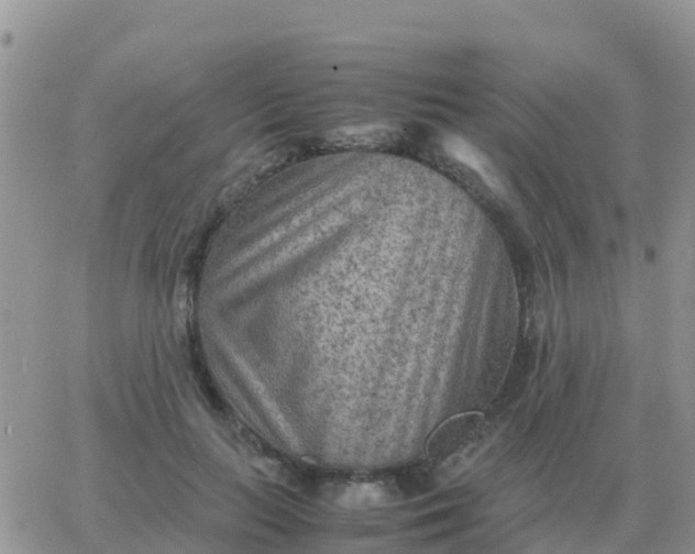 X0000065960647200603172025