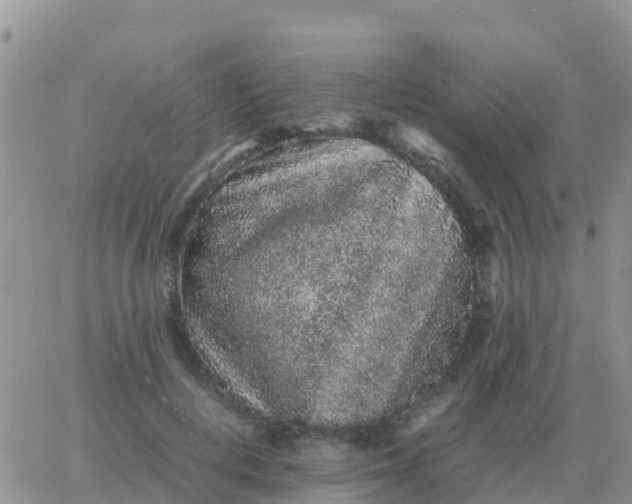 X0000065960648200603172025