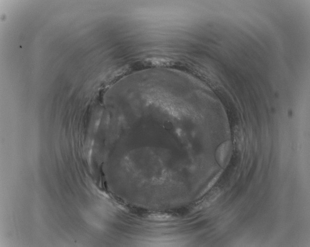 X0000065960650200603172026