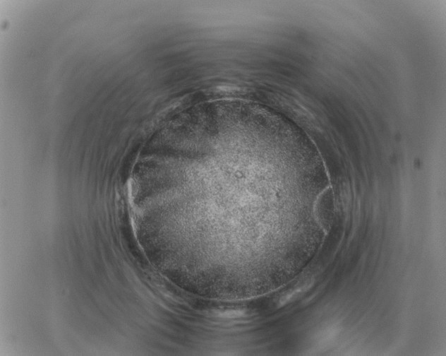 X0000065960651200603172026