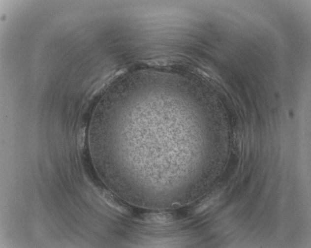 X0000065960652200603172026