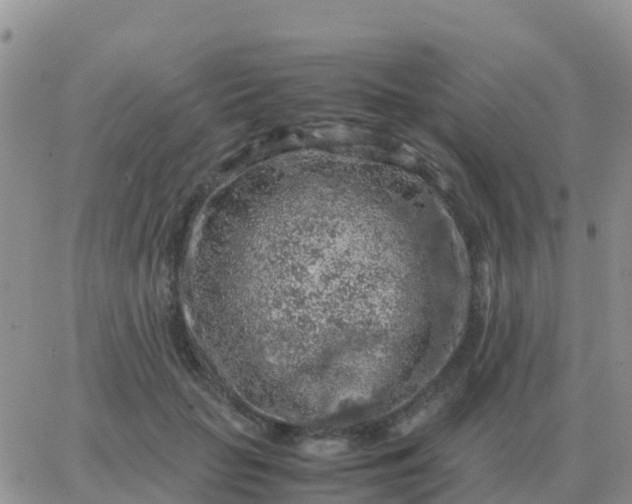 X0000065960653200603172026