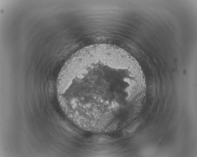 X0000065960654200603172026