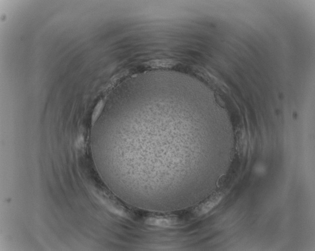 X0000065960655200603172026