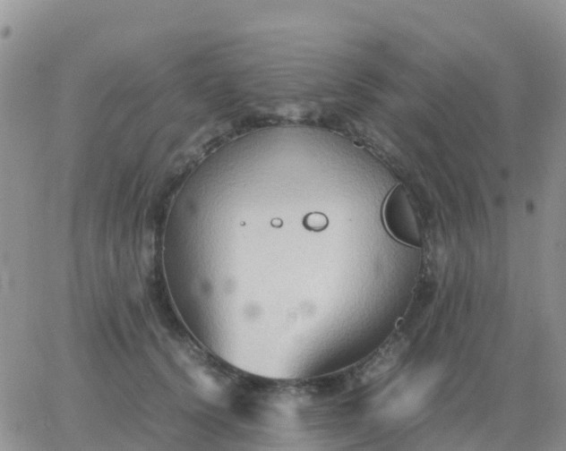 X0000065960656200603172026