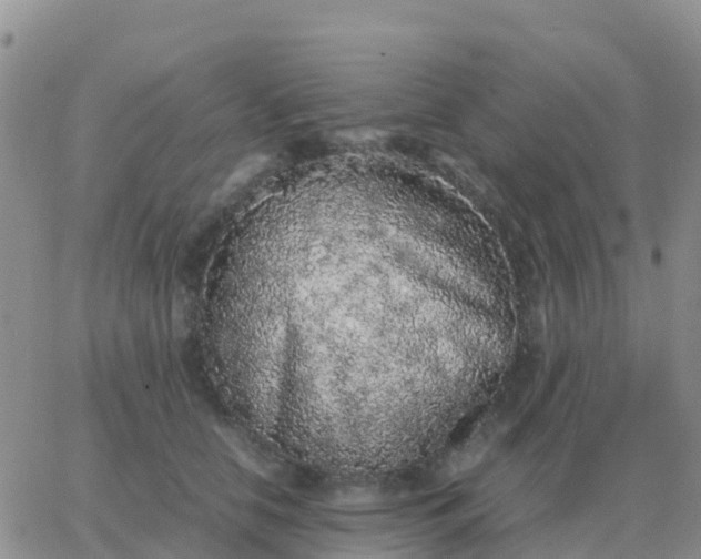 X0000065960658200603172026