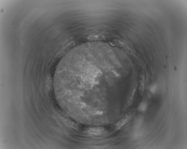 X0000065960659200603172026