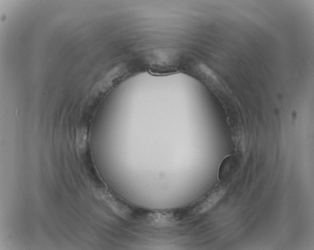 X0000065960660200603172026