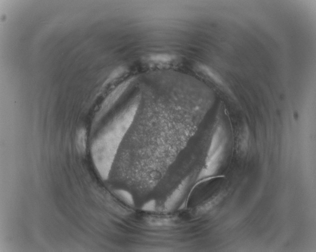 X0000065960661200603172026