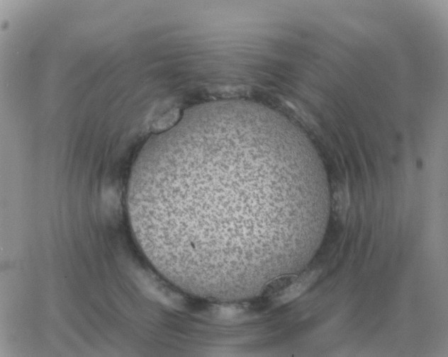 X0000065960662200603172026