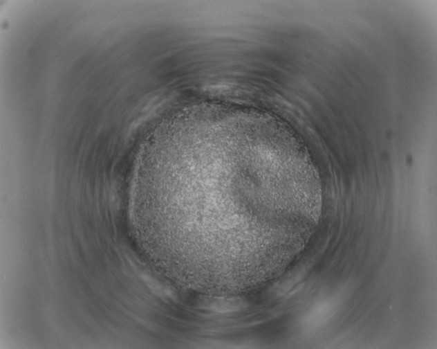 X0000065960663200603172026