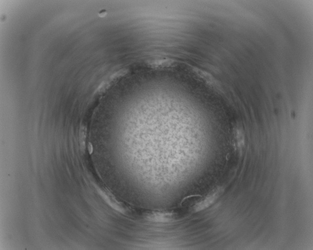 X0000065960664200603172026