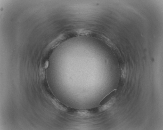 X0000065960666200603172026