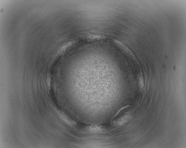 X0000065960668200603172026