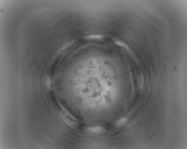 X0000065960669200603172026