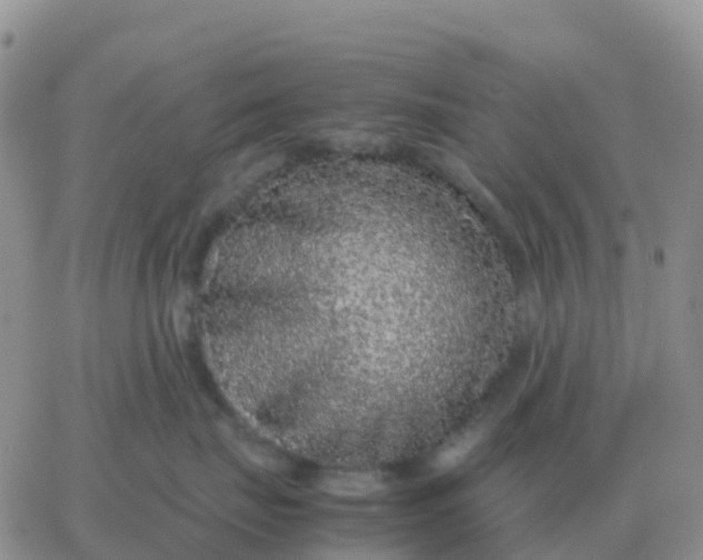 X0000065960671200603172026