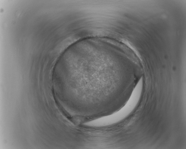 X0000065960673200603172025