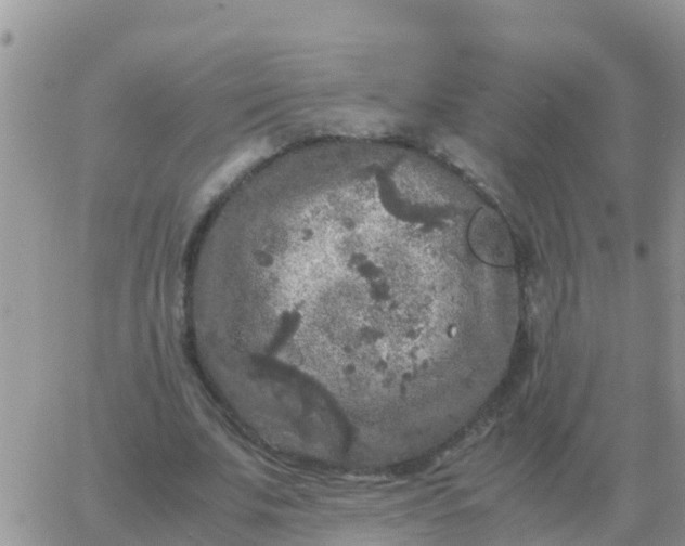 X0000065960679200603172025