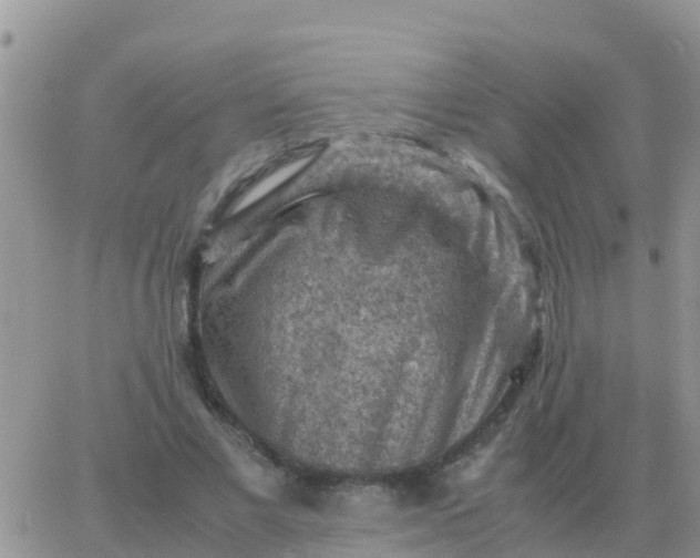 X0000065960685200603172025