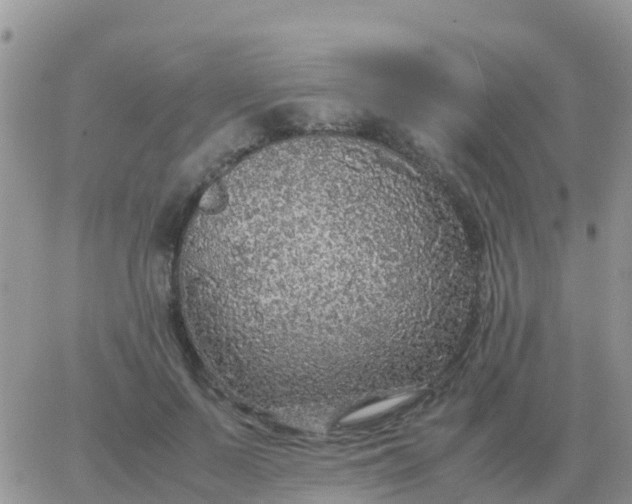 X0000065960695200603172025