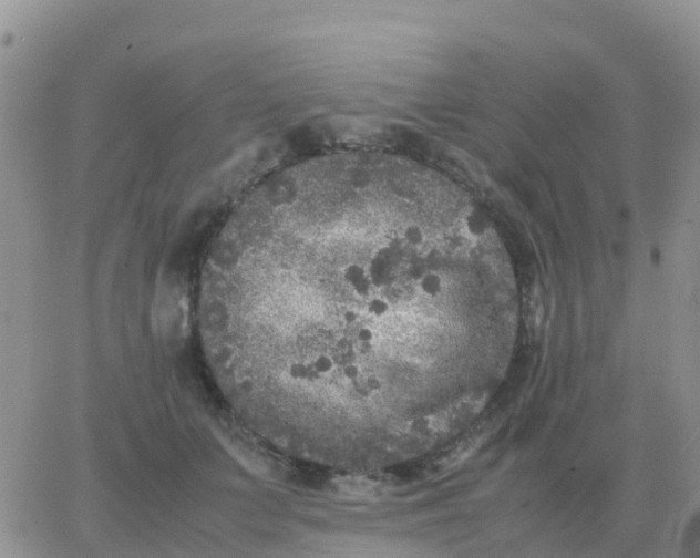 X0000065960703200603172025