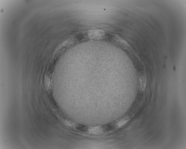 X0000065960705200603172025