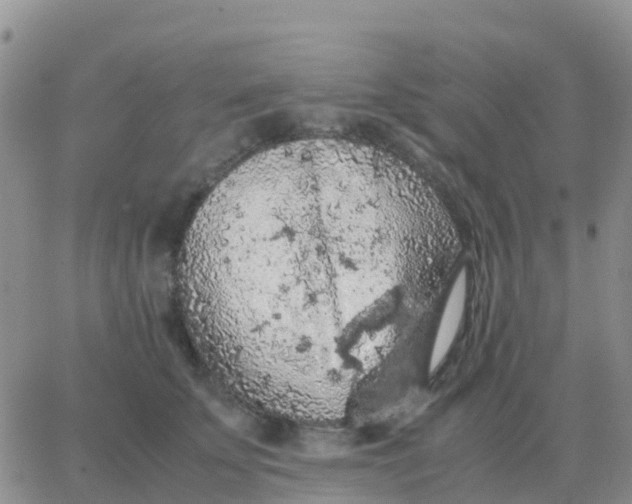 X0000065960707200603172025