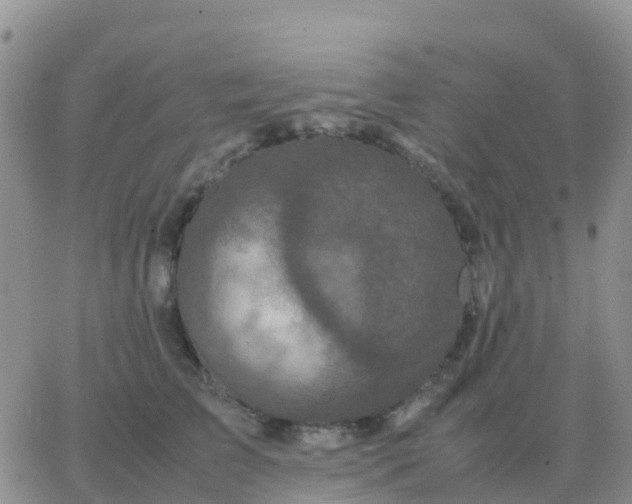 X0000065960709200603172025