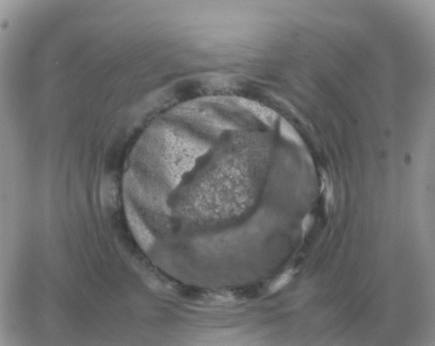 X0000065960715200603172024