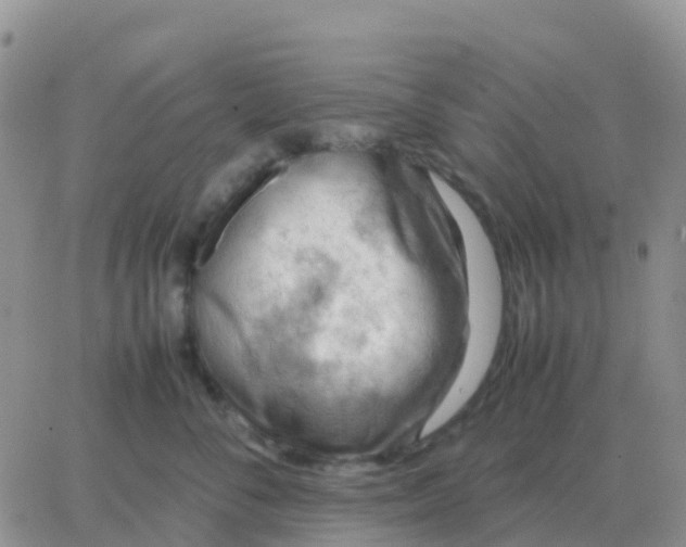 X0000065960716200603172024