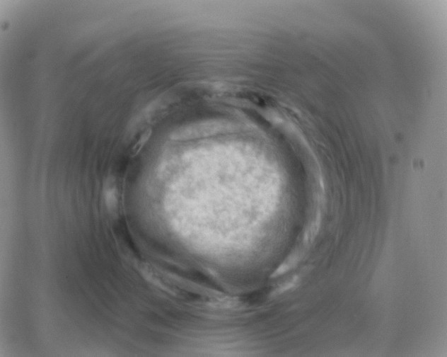 X0000065960720200603172024