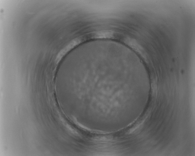 X0000065960721200603172024