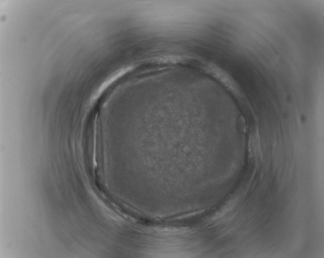 X0000065960722200603172024