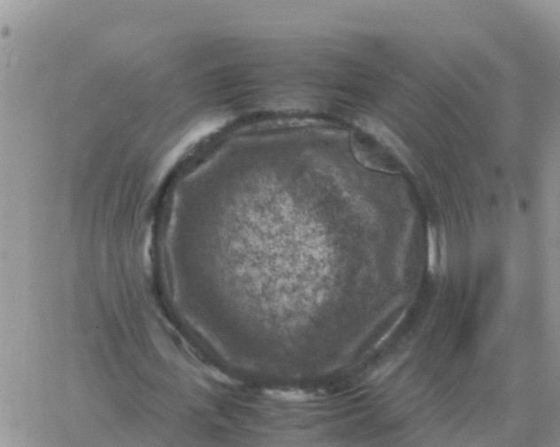 X0000065960723200603172024