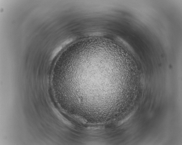 X0000065960725200603172024