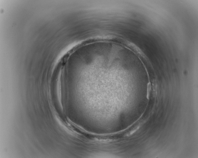 X0000065960726200603172024