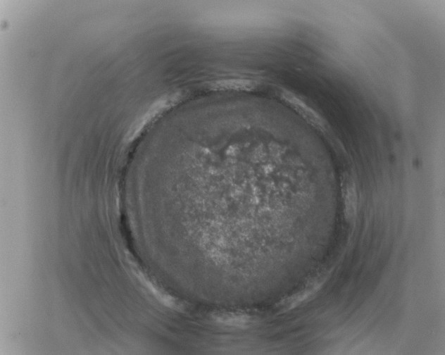 X0000065960729200603172024