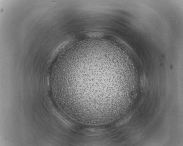 X0000065960733200603172024