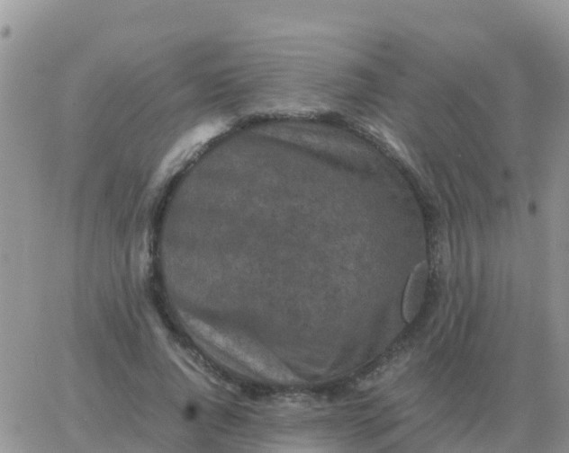 X0000065960736200603172024