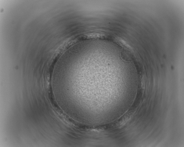 X0000065960737200603172024