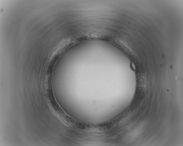 X0000065960738200603172024