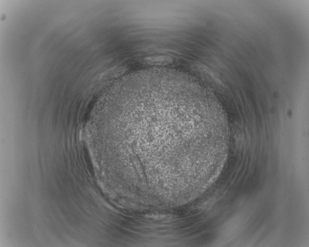 X0000065960745200603172024