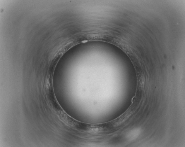 X0000065960746200603172024