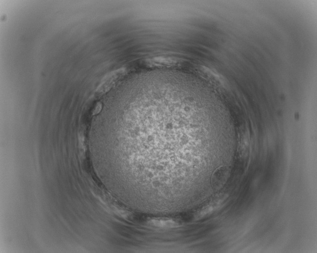 X0000065960749200603172024