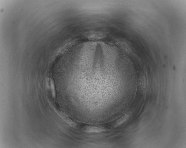 X0000065960755200603172024