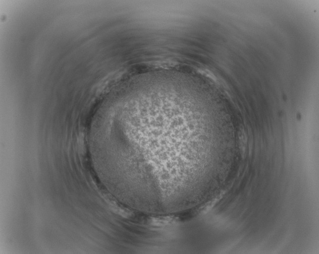 X0000065960757200603172024