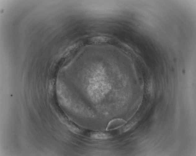 X0000065960759200603172024