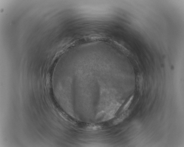 X0000065960760200603172024